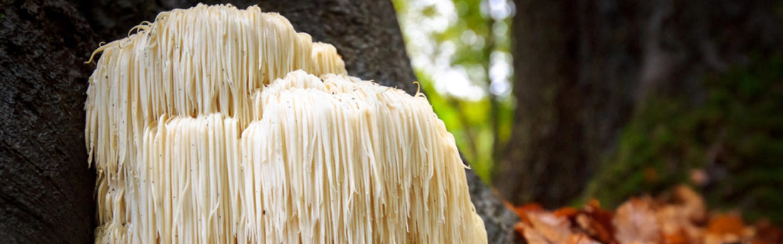 Alt du skal vide om lions manes effekt på hjerne og nervesystem