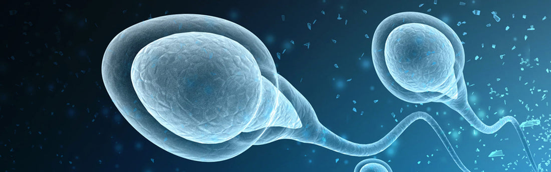 Danske mænd har dårlig sæd: Fiskeolie-tilskud kan give bedre sædkvalitet og større testikler