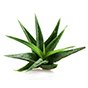 Aloe vera bidrager til sunde tarme og en mave i balance.