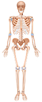 The role of bones