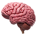 What does the brain do?