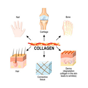 Collagen er et vigtigt protein til dine knogler, led og hud