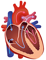What does the heart do?
