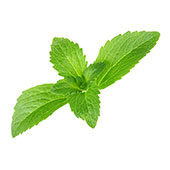 Stevia