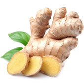 Ingefærrodt Ginger Root