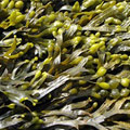 Fucus Vesiculosus ekstrakt Fucus Vesiculosus ekstrakt