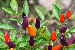 Chili kan give din fedtforbrænding et naturligt boost