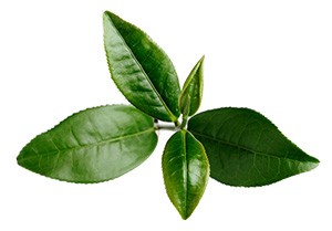fordele ved grøn te - højt indhold af koffein