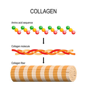 Image explaining what is collagen
