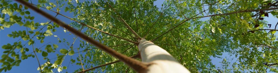 Moringa kaldes også for ”Mirakeltræet” på baggrund af de utallige egenskaber, som det har for sundhed og velvære, herunder kolesteroltallet