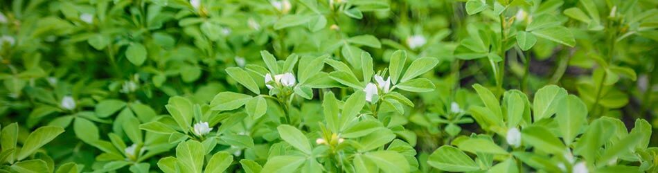 Bukkehornsfrø kommer fra en planten bukkehorn, som er propfyldt med omega fedtsyrer, mineraler og vitaminer