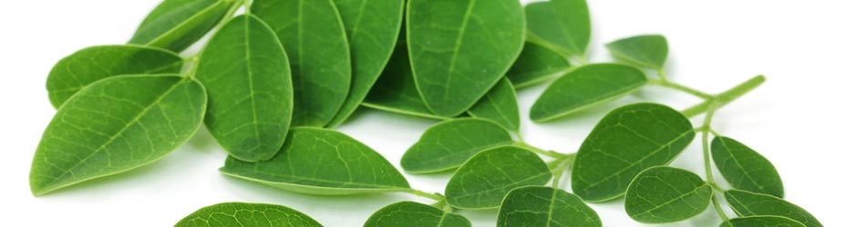 Moringa er propfyldt med sunde næringsstoffer, vitaminer og mineraler, og kan bidrage til at give din sundhed et boost.