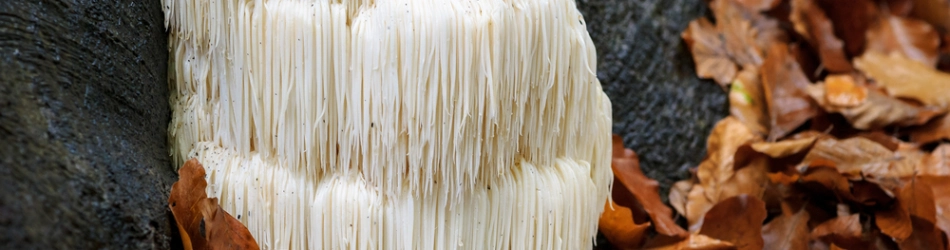 Lions mane er en sjælden svamp, der vokser frit i naturen.