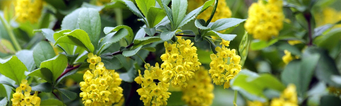 Berberine: Virkning, fordele, bivirkninger og daglig dosis