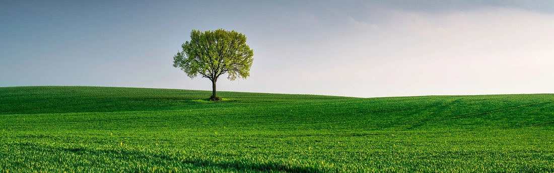 Jordens dag: 5 økologiske produkter til dit velvære og en bæredygtig fremtid.