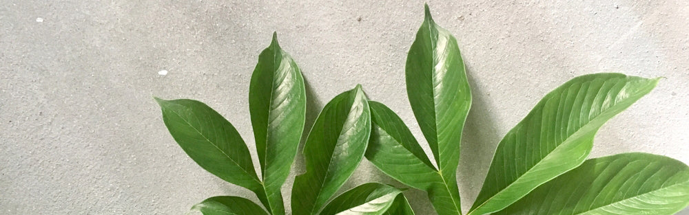 Alt om glucomannan, og dets sundhedsmæssige fordele